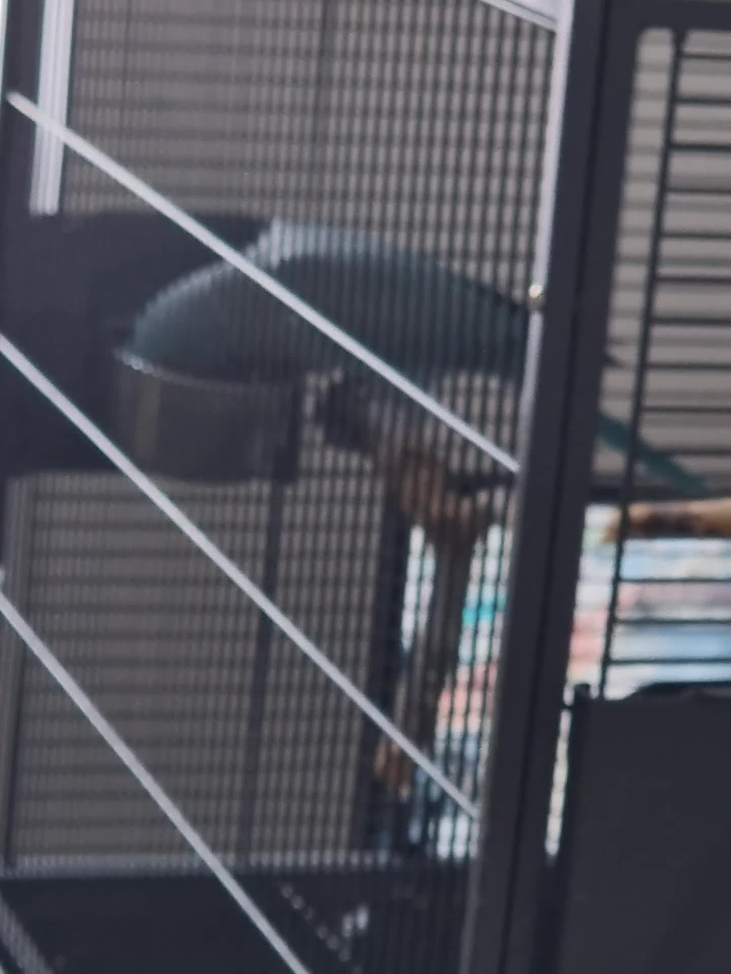 Parrots birds for sale: Beautiful blue ringneck tame talking parrot  - Video 3
