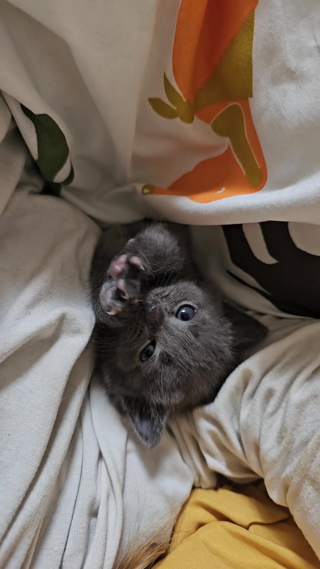 Mixed Breed cats for sale: Adorable Little Kittens 🐾💛 - Video 2