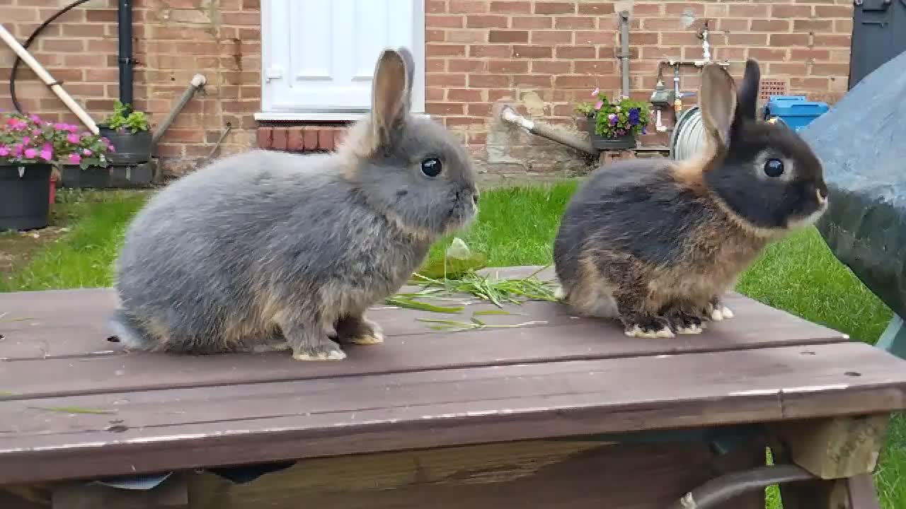 Netherland Dwarf rabbits for sale: Netherland dwarf (female) £100 each  - Video 2