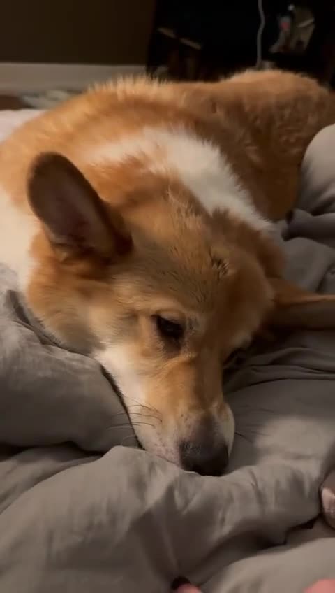 Welsh Corgi Pembroke dogs for sale: 5yo reactive Corgi needs loving, experienced owner - Video 1