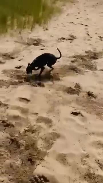Whippet dogs for stud: Terry - KC Registered Blue Whippet Stud - Video 1