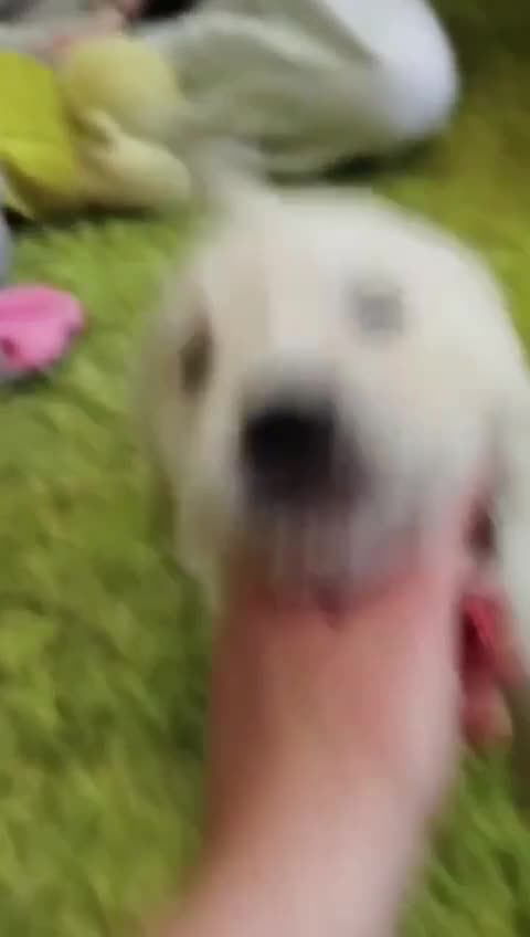 Golden Retriever dogs for sale: ❤️ Beautiful Golden Retriever puppies 🐶 - Video 1