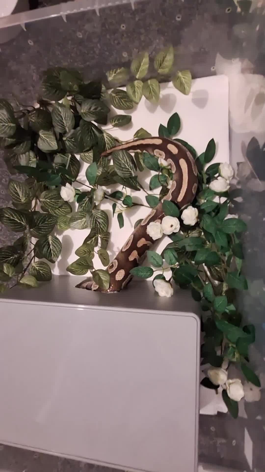 Python Snake reptiles for sale: Majova morph ball python female  - Video 4