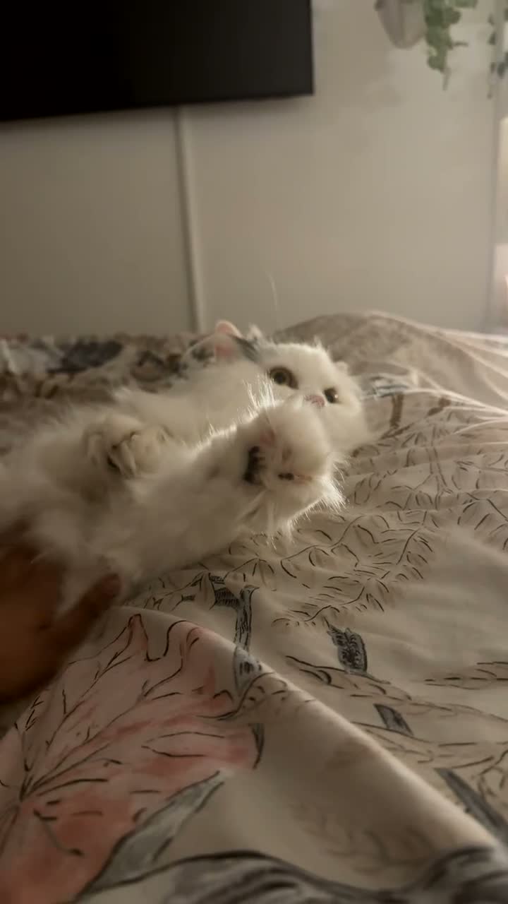 Persian cats for sale: Stunning white Persian.  - Video 2