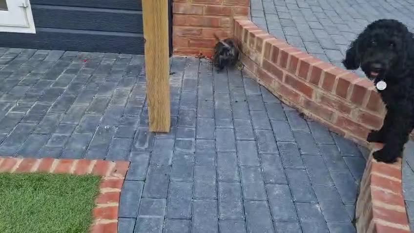 Cockapoo dogs for sale: Beautiful 11 Week Old Cockapoo Puppy Spaniel Type - Video 2