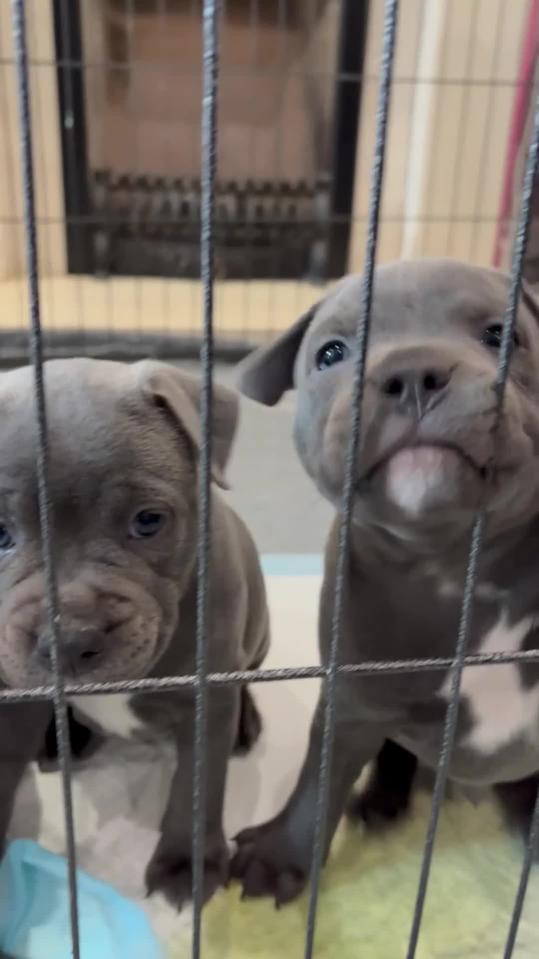 Staffordshire Bull Terrier dogs for sale: Dw Kc registered Blue Staffordshire Bull Terriers. - Video 3