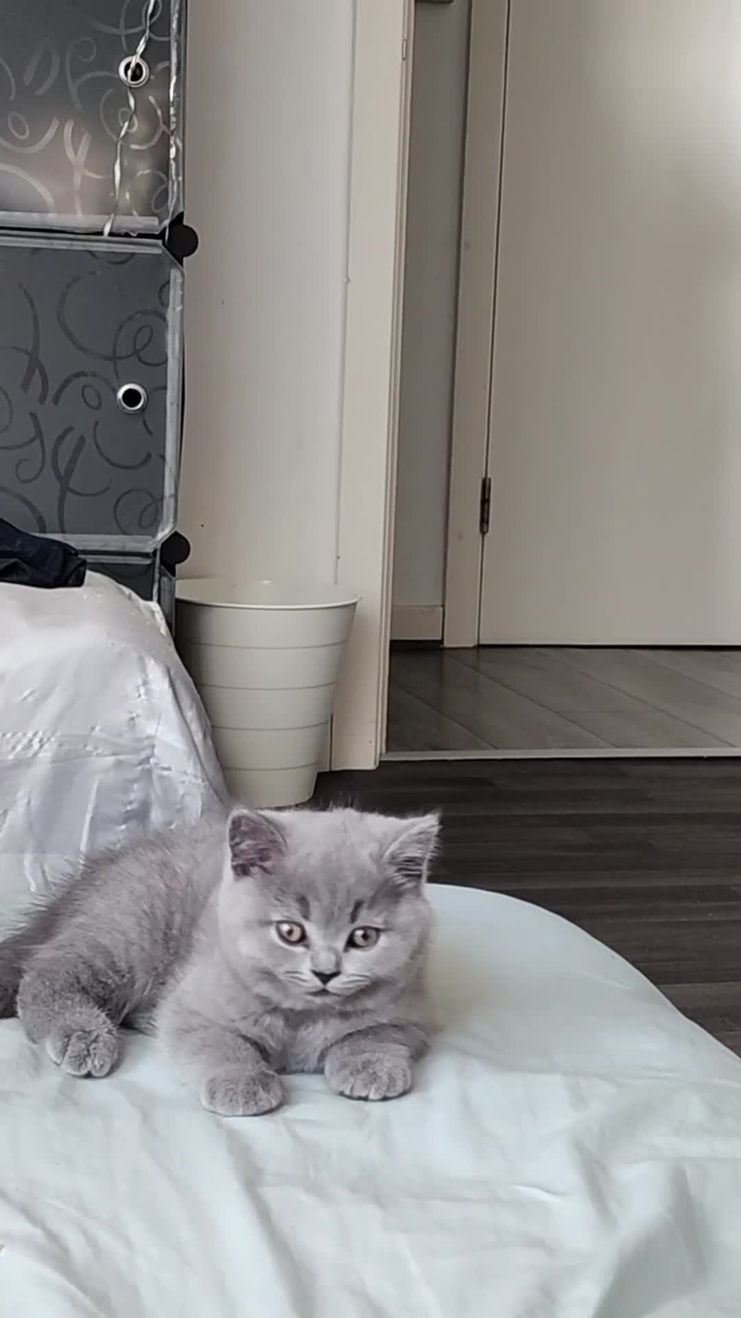 British Shorthair cats for sale: ✨️Stunning British Shorthair Blue Kitten ✨️ - Video 2