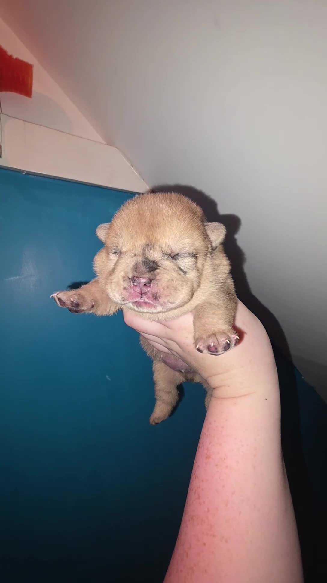 Mixed Breed dogs for sale: Chow chow x  - Video 2