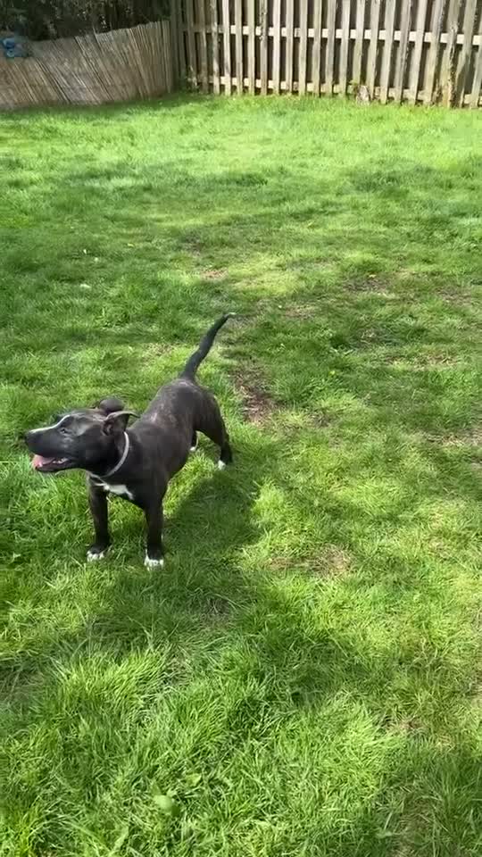 Mixed Breed dogs for sale: Female dog - Video 1