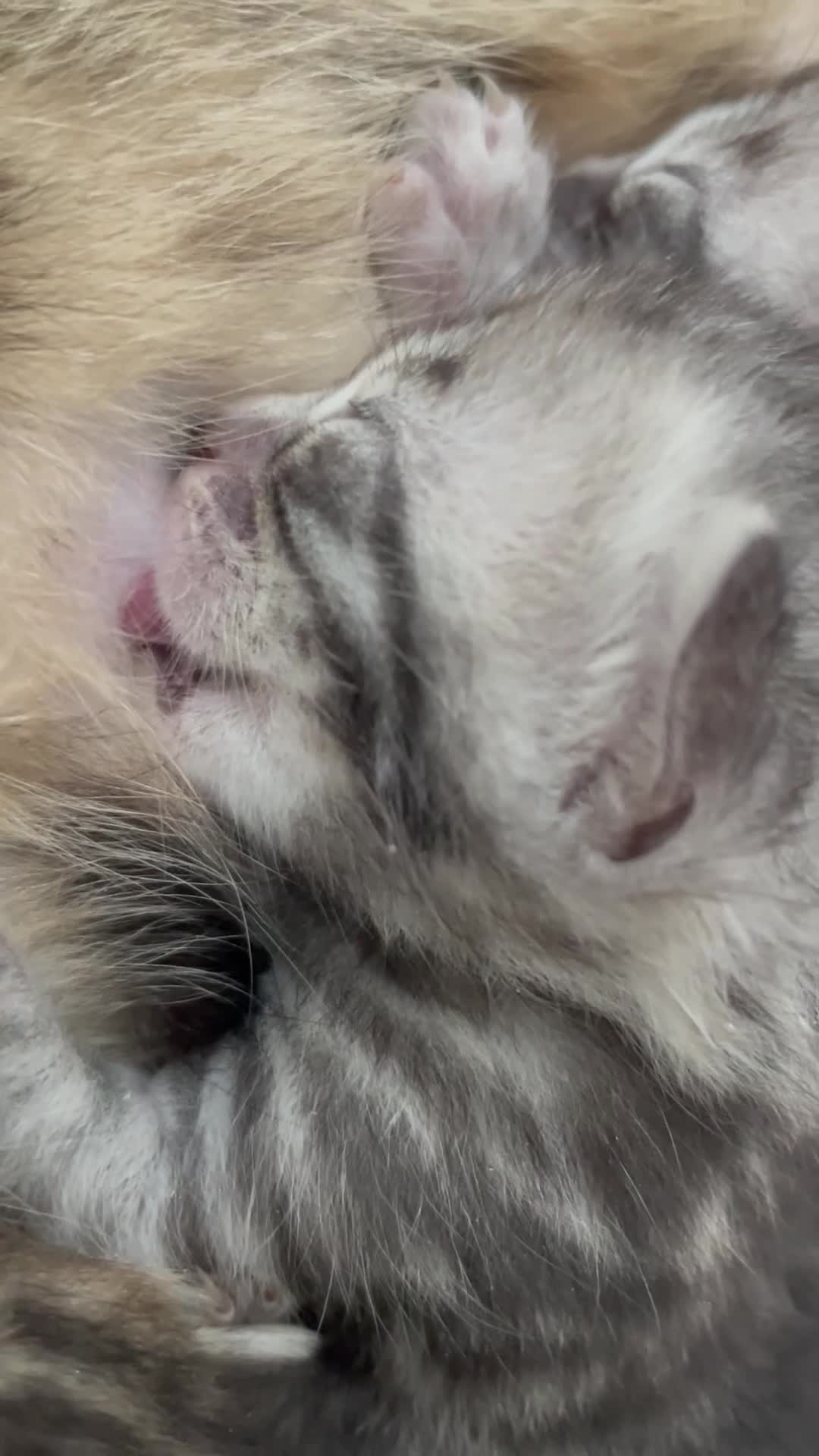 Bengal cats for sale: Incredibly beautiful Bengals kittens TICA  - Video 3