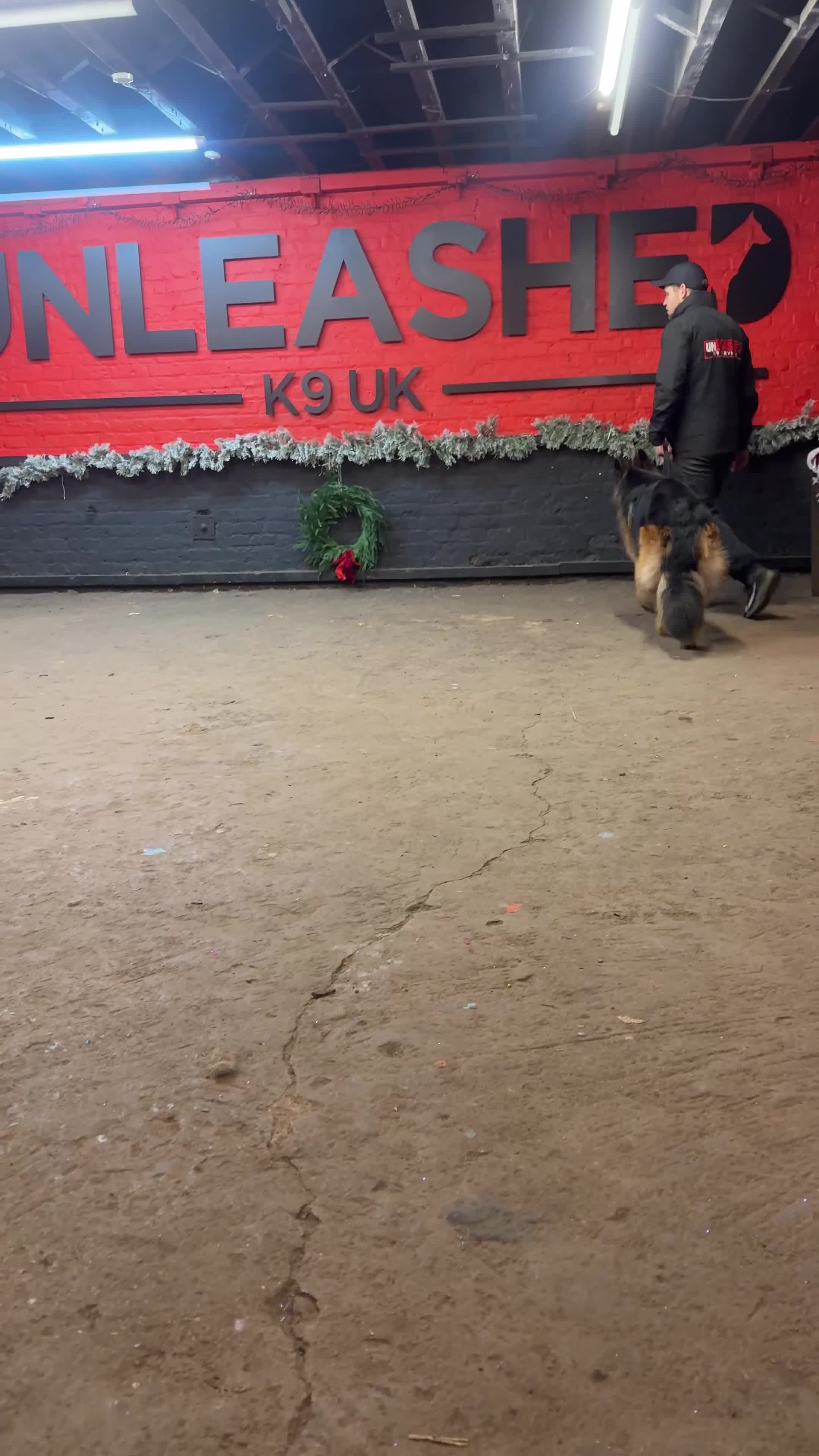 German Shepherd dogs for stud: Long Haired Black & Tan GSD Stud  - Video 3