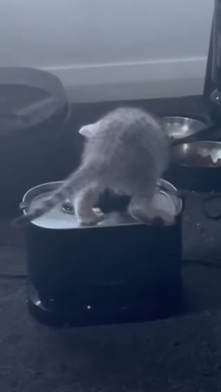 British Shorthair cats for sale: BHS x kittens - Video 1
