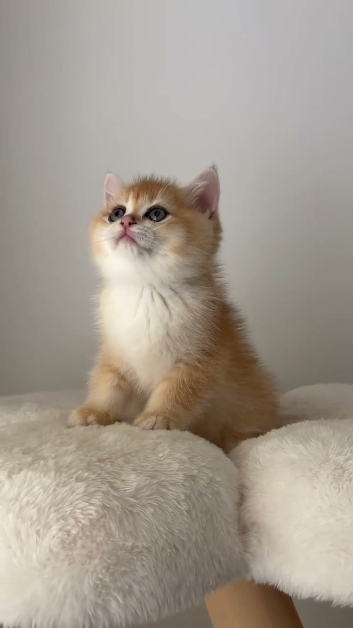 British Shorthair cats for sale: Beautiful Golden Chinchilla BSH Ny12 & Ny25 Girl - Video 3