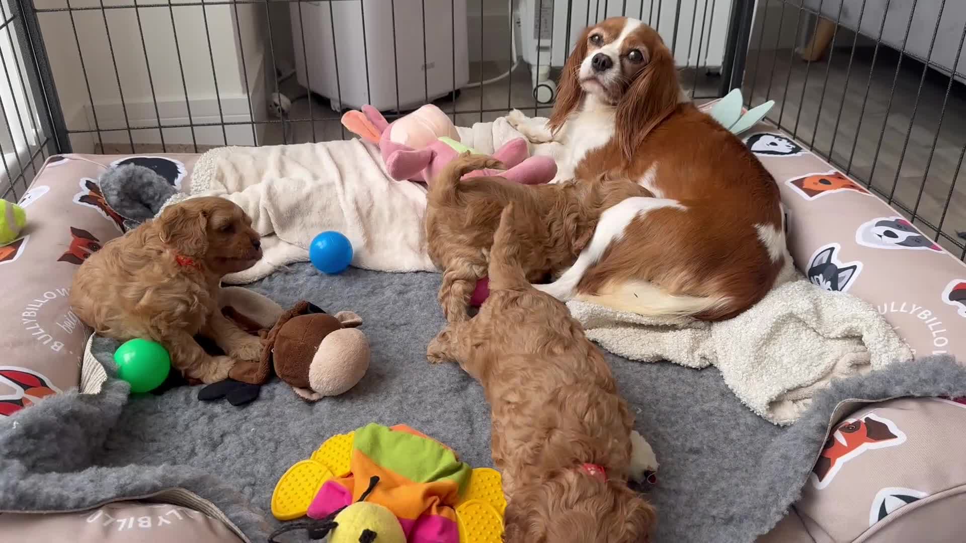 Cavapoo dogs for sale: Extensively Health tested F1 Cavapoo🐾 puppies - Video 1