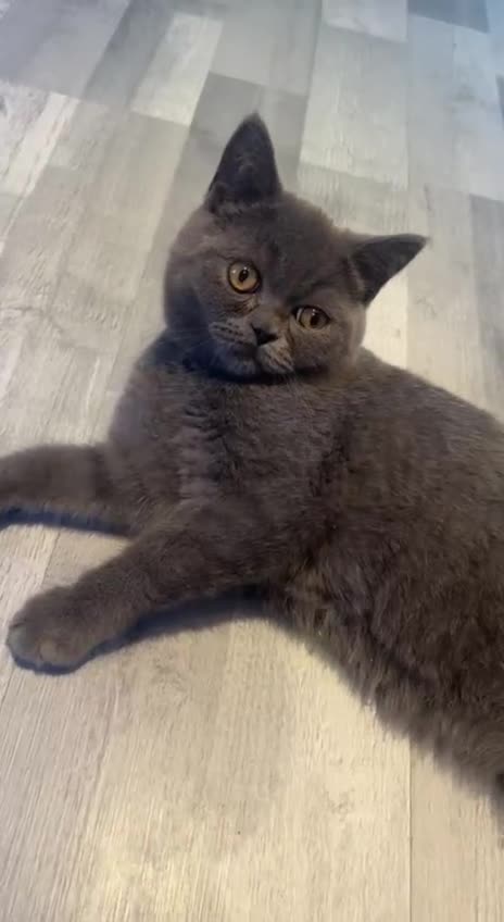 British Shorthair cats for sale: ❣️British Shorthair Kittens Blue❣️ - Video 1