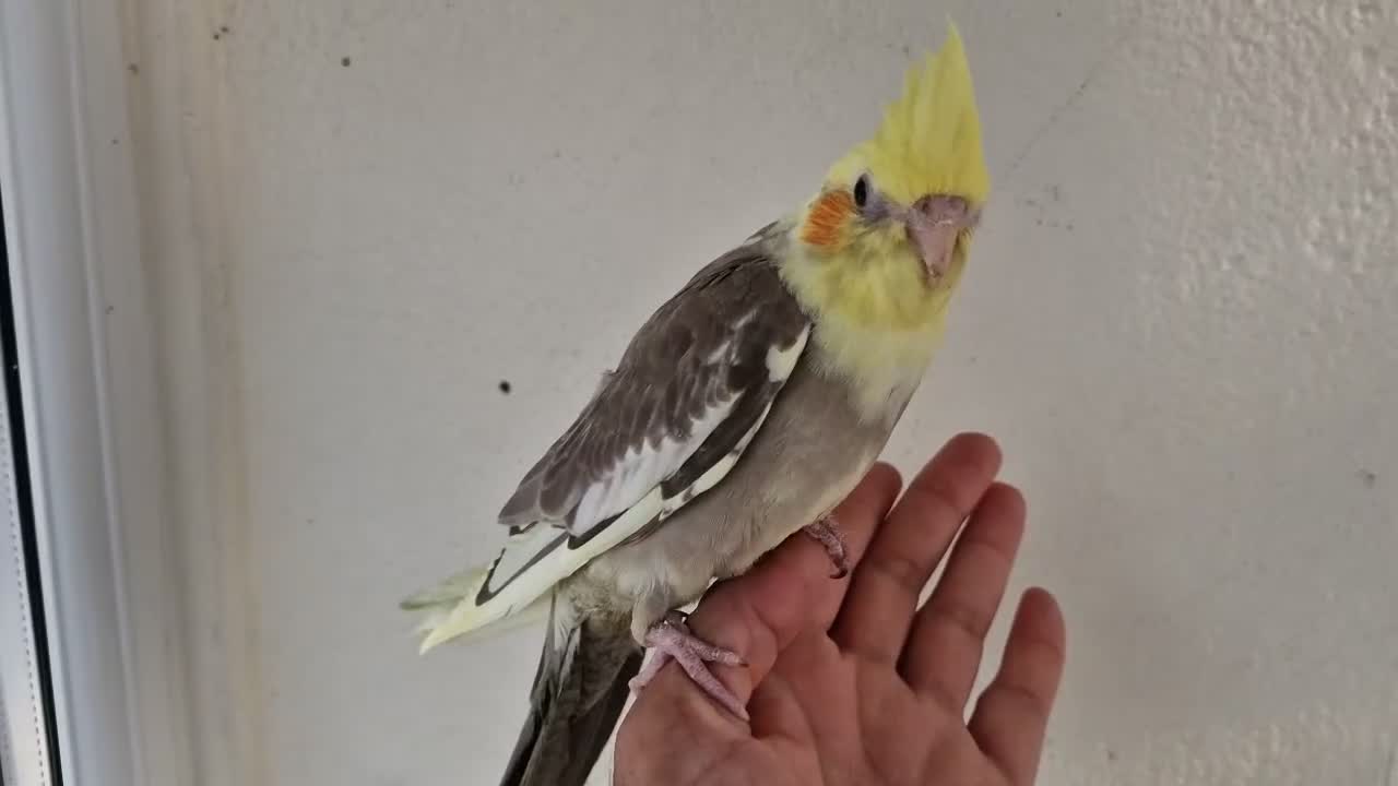 Cockatiels birds for sale: super silly hand tamed baby cockatiels  - Video 1