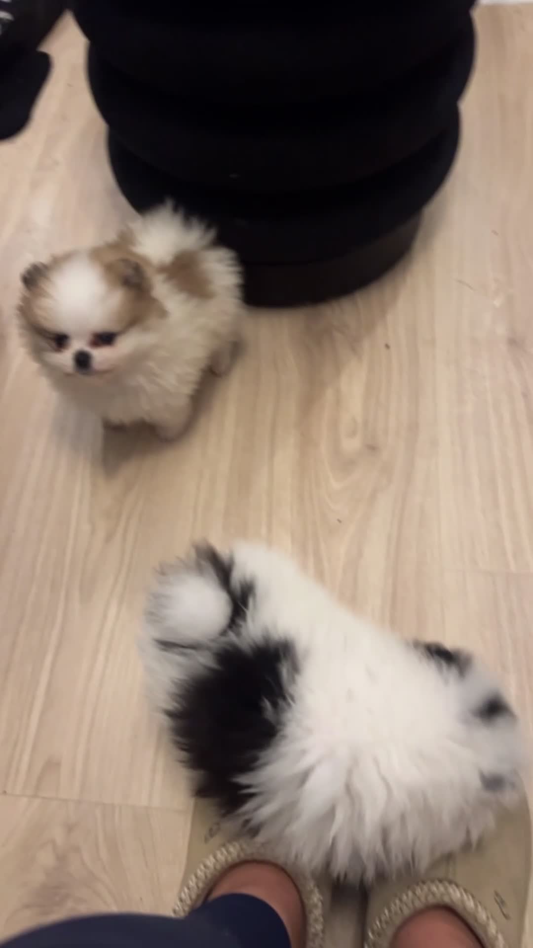 Pomeranian dogs for sale: Unique patterned Pomeranians 🩵🩷 - Video 3