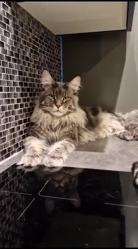 Maine Coon cats for sale: XL Russian Cubs 🇷🇺❤️ - Video 1