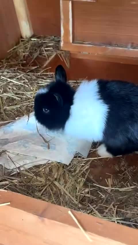 Lionhead rabbits for sale: 5 beautiful lion head ready for new home  - Video 2