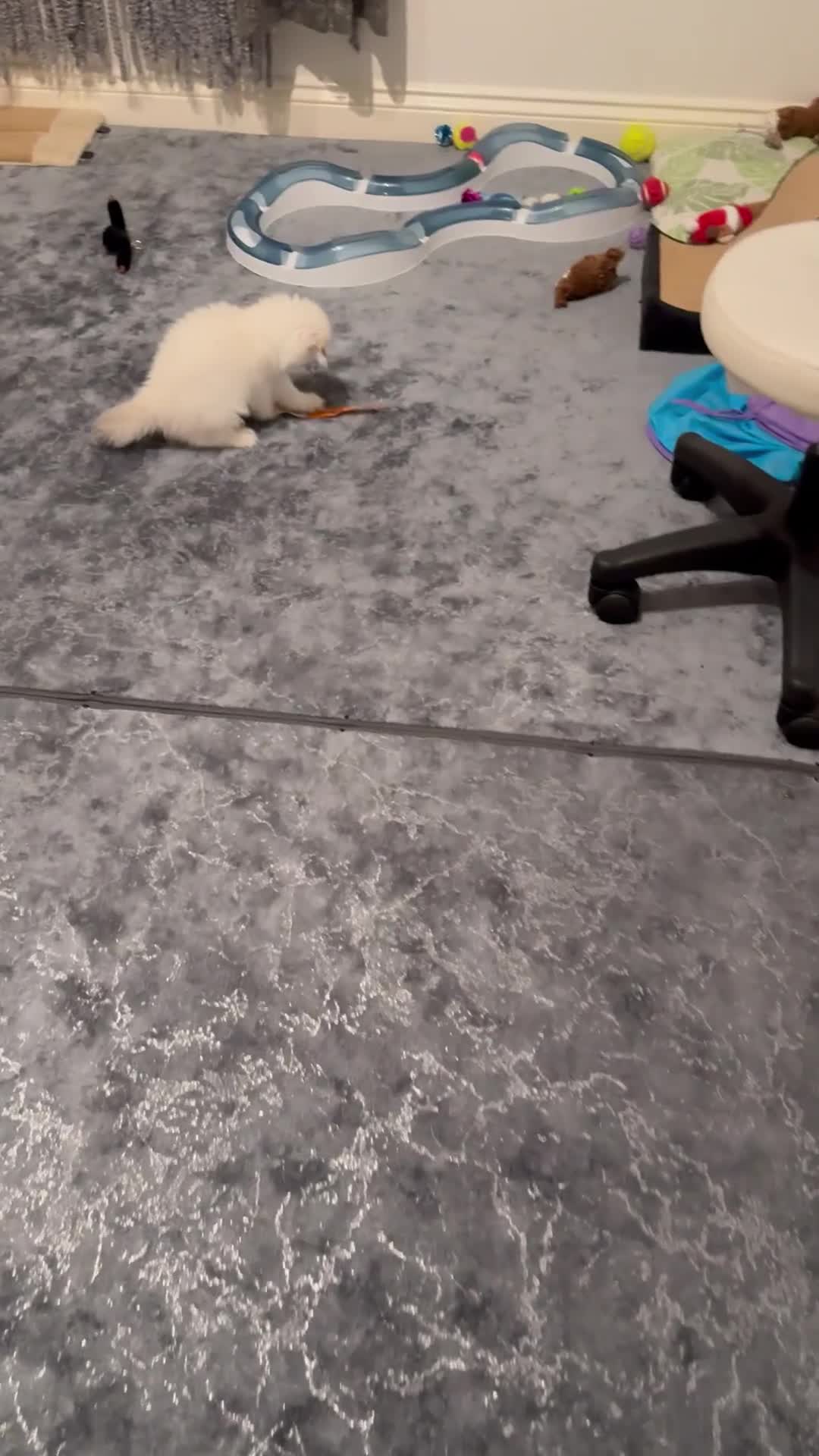Scottish Fold cats for sale: purebred kittens Gold Scottish Fold Chinchilla - Video 1