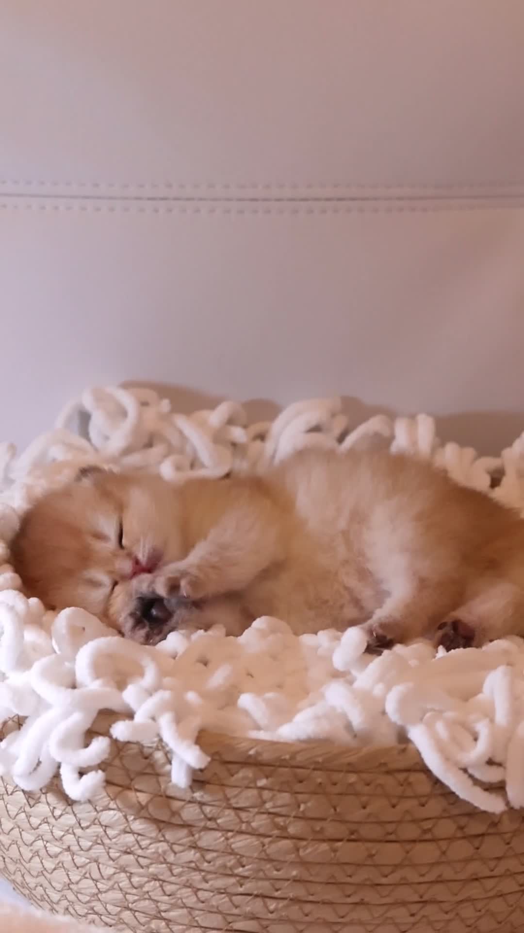 British Shorthair cats for sale: ✨Exclusive Golden BSH babies teddy bear type🧸✨ in Upminster - Video 3