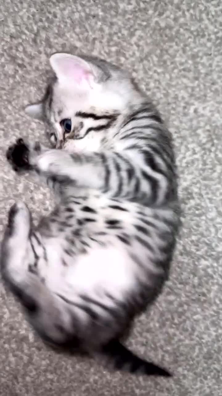 British Shorthair cats for sale: 4 beautiful tabby british shorthair kittens - Video 3