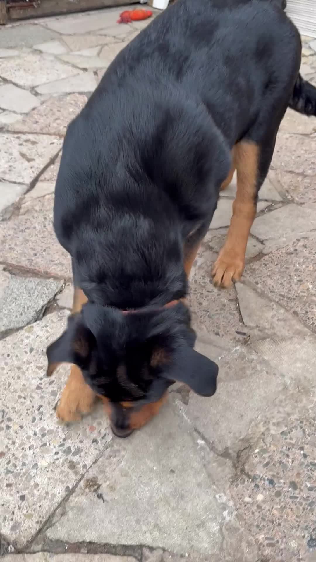 Rottweiler dogs for sale: Last 3 puppies of litter - Video 3