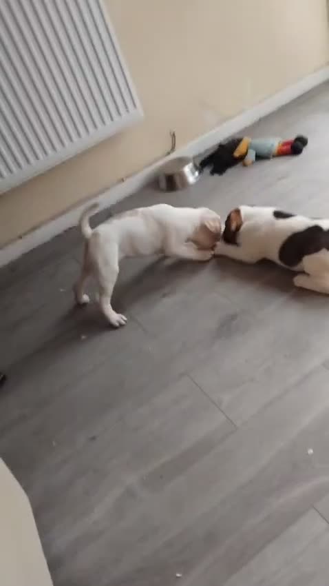 Mixed Breed dogs for sale: 🐾Cocker-Pie (Mini Hippo)s🐾 - Video 3