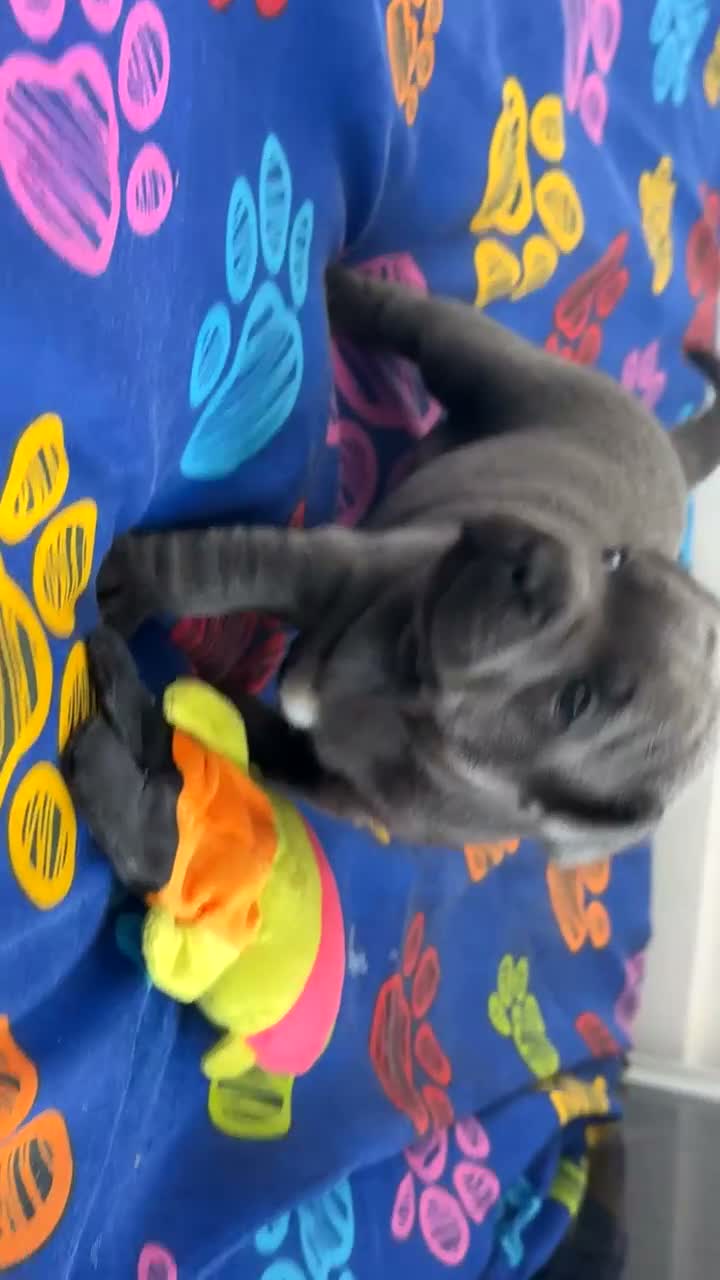Staffordshire Bull Terrier dogs for sale: Beautiful chunky blue staffordshire female - Video 2
