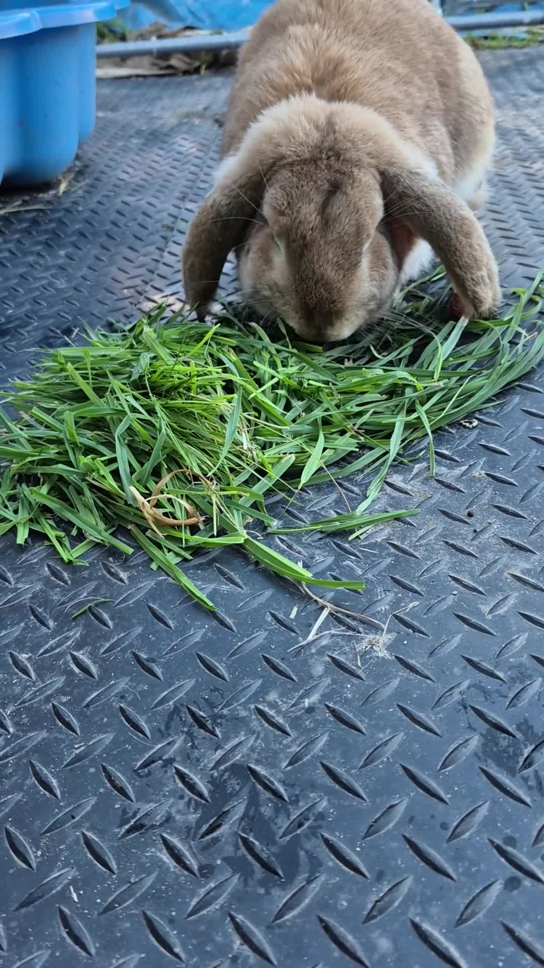 Continental Giant rabbits for sale: Giant french lop  - Video 1