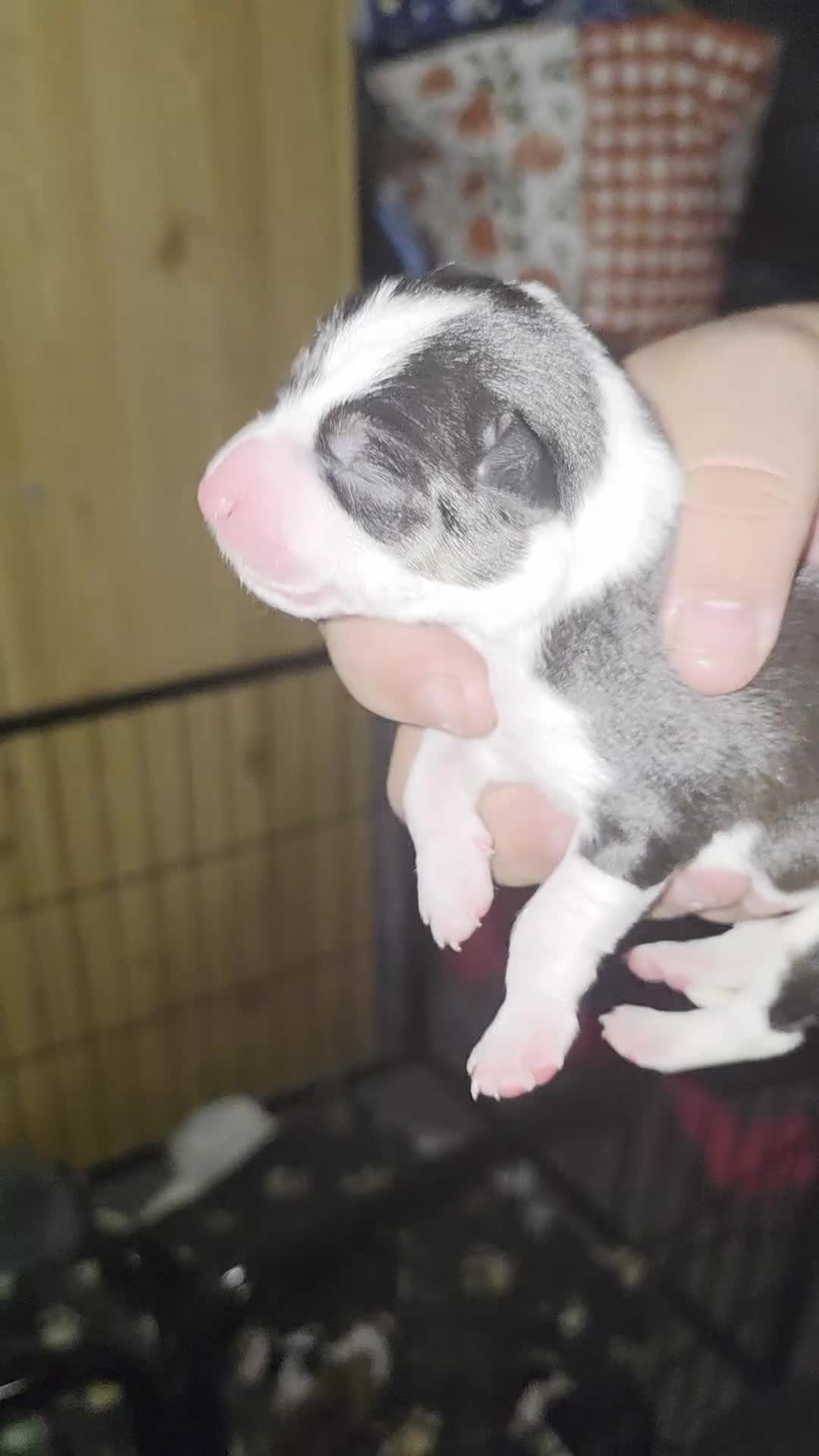 Mixed Breed dogs for sale: Welsh Collie Pups  - Video 1