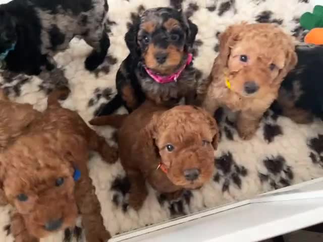 Cavapoo dogs for sale: Cavapoo F1BB puppies  in Grimsby - Video 2