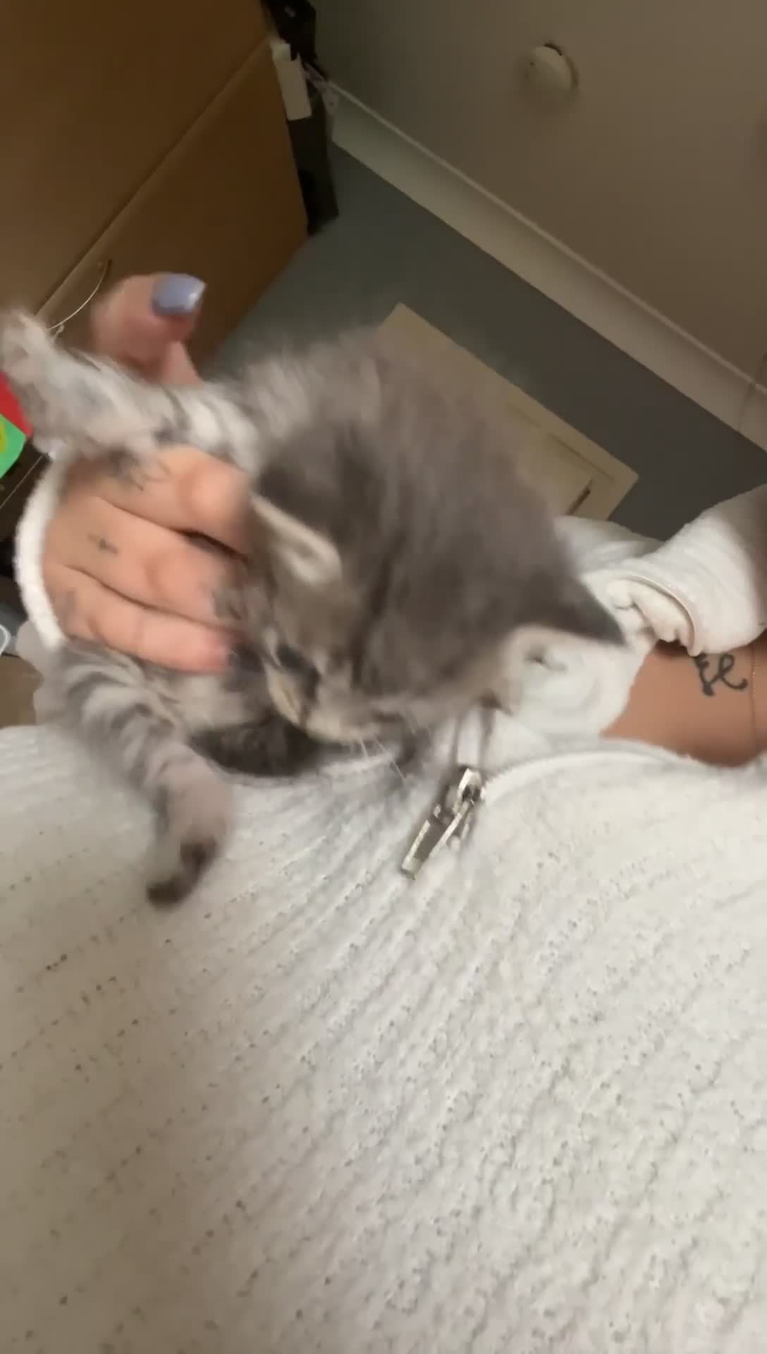 Domestic Shorthair cats for sale: Tabby kittens - Video 1