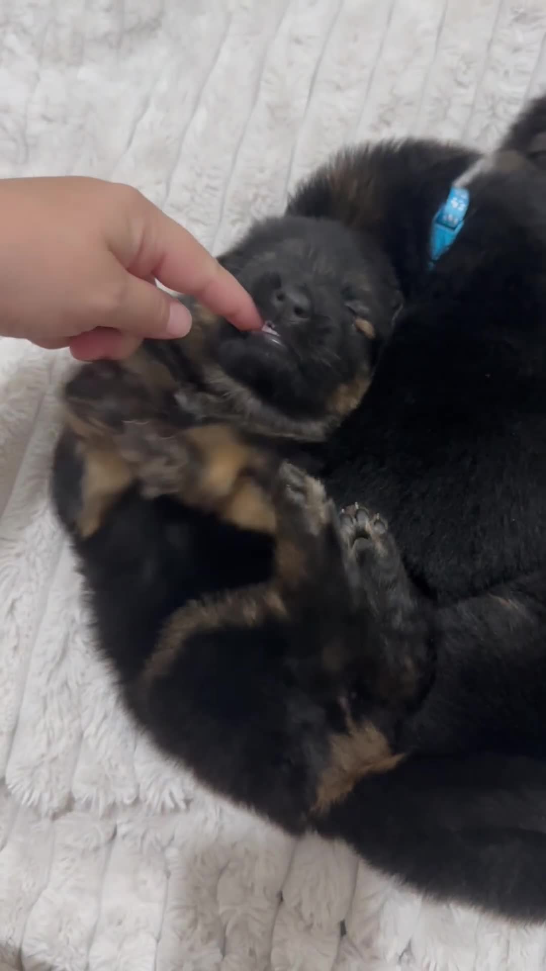 German Shepherd dogs for sale: BIG BONDED, LONG HAIRED GSD PUPPYS  - Video 4