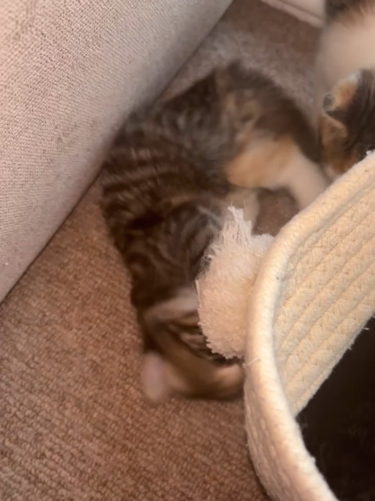 Domestic Shorthair cats for sale: Siberian Mixed (Fluffy Kittens)  - Video 1