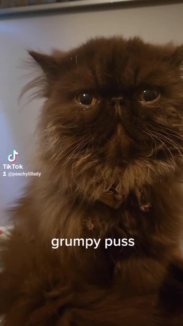 Persian cats for stud: Brown Teddy Bear Persian Stud in Wells - Video 1