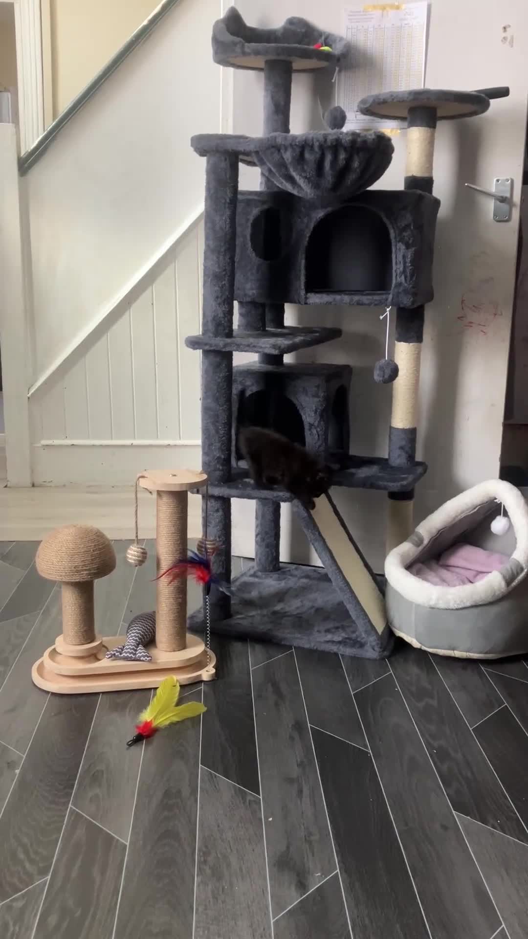 American Shorthair cats for sale: BEAUTIFUL AMERICAN SHORTHAIR 🐈‍⬛ ALL INCLUSIVE 🤩 - Video 1