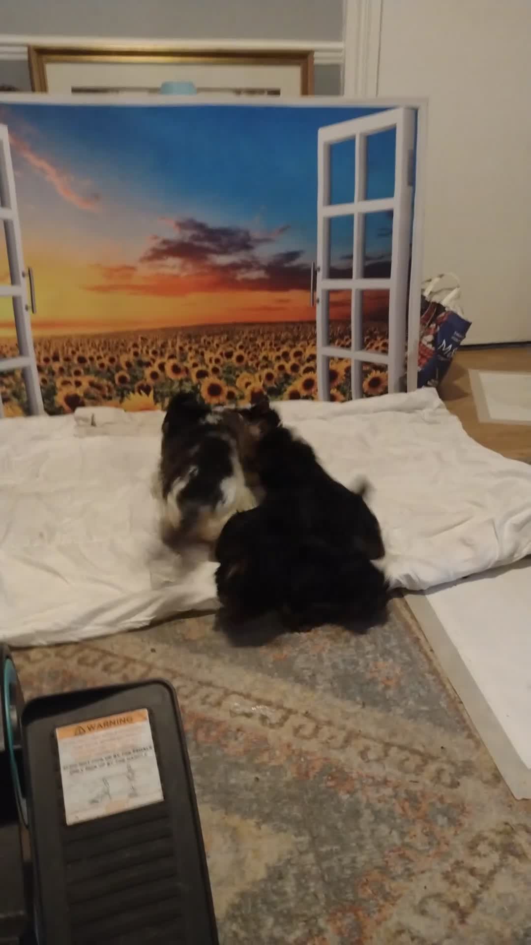 Yorkshire Terrier dogs for sale: Beautiful Yorkie puppies in London  - Video 2