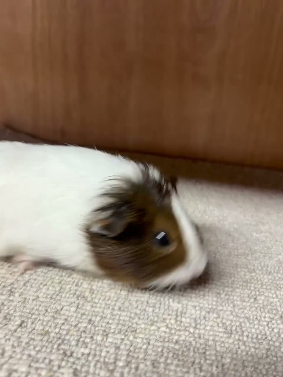 Guinea Pig rodents for sale: Baby Guinea Pigs  in Okehampton - Video 1