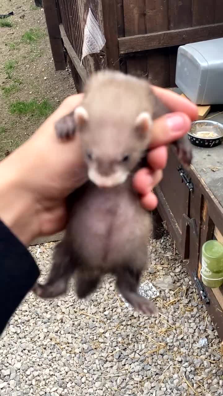 Ferret rodents for sale: Ferret for sale - Video 1