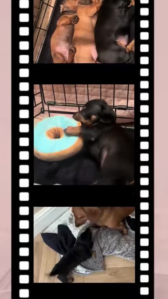 Dachshund dogs for sale: Pure bred perfect dachshund puppies - Video 1