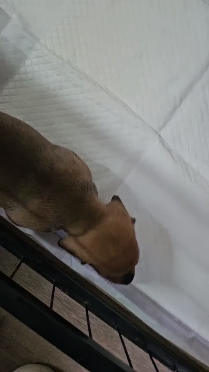 Miniature Dachshund dogs for sale: BEAUTIFUL MINIATURE DACHSHUND  - Video 2