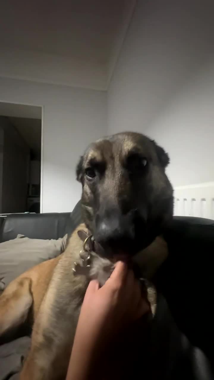 Belgian Shepherd Dog dogs for sale: Beautiful Female Malinois  - Video 5