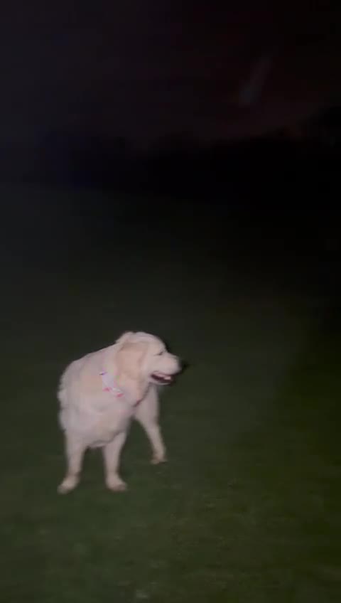 Golden Retriever dogs for sale: Female golden retriever  - Video 1