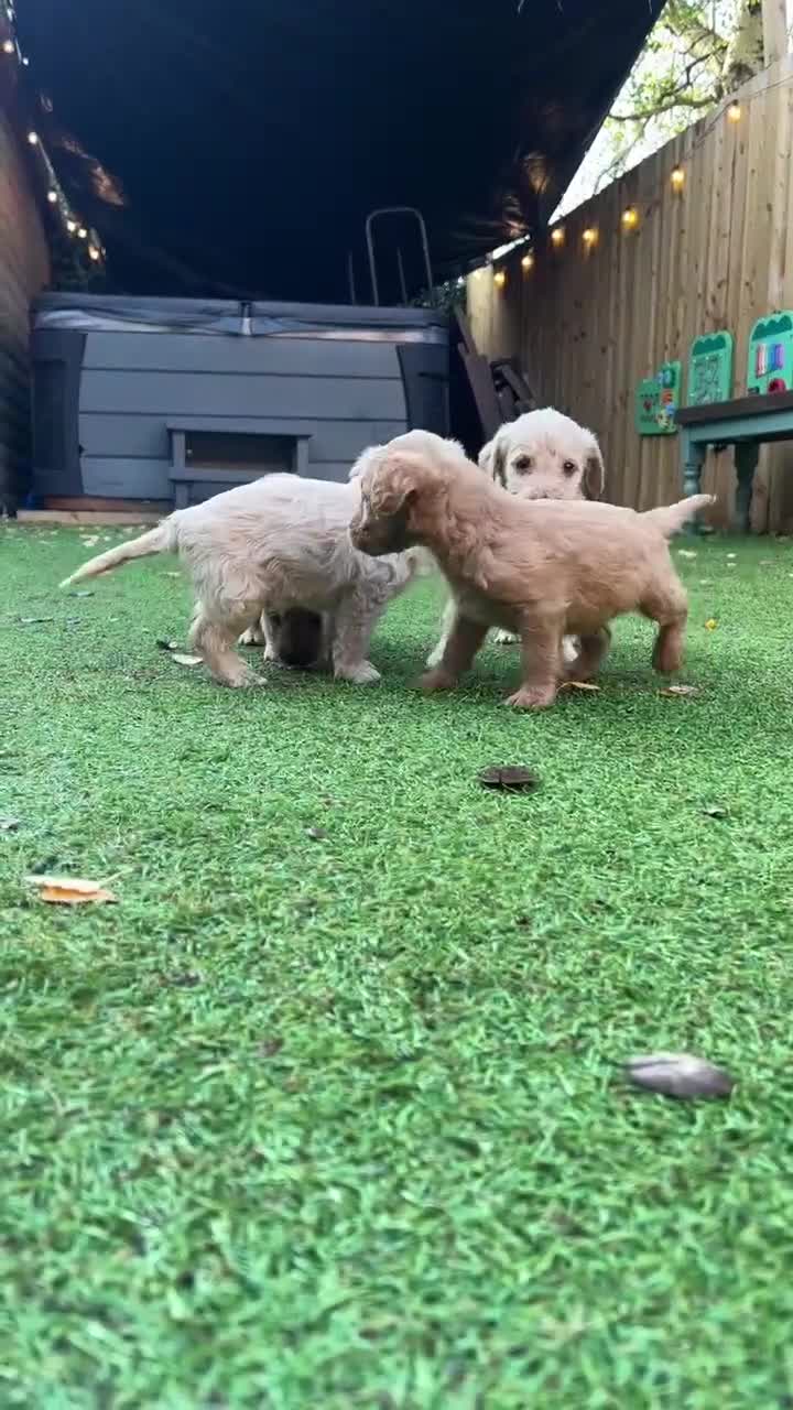 Labradoodle dogs for sale: Ready to go! gorgeous Teddy-Labradoodles - Video 2