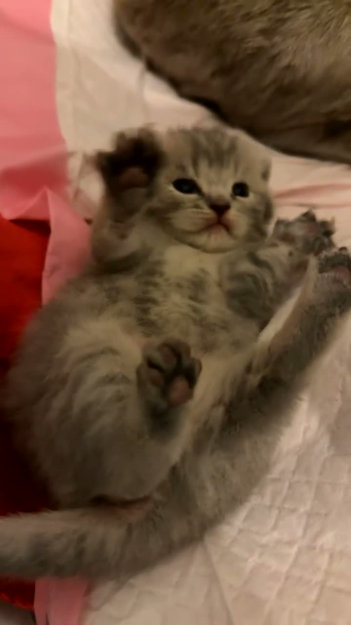 Scottish Fold cats for sale: Cute and playful Scottish folds 🐱✨ in Northampton - Video 2