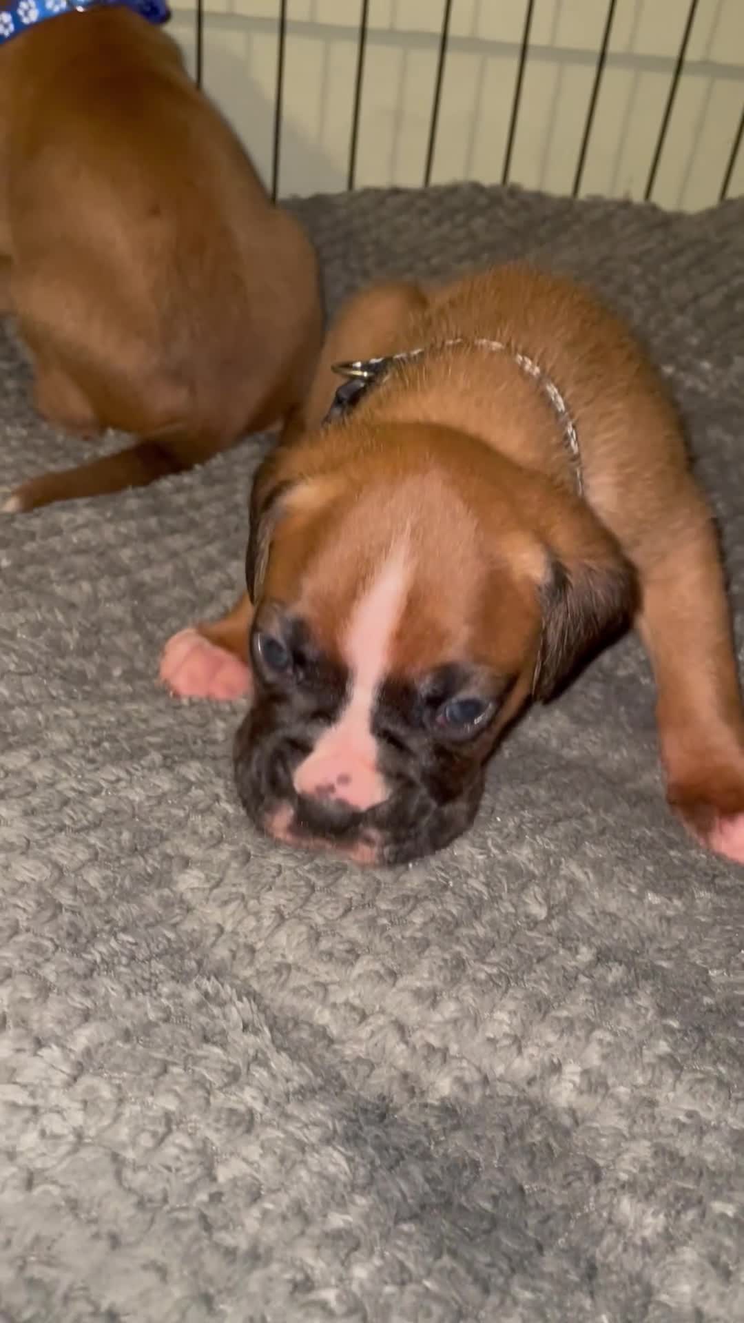 Boxer dogs for sale: KC BOXER PUPPIES - Video 1