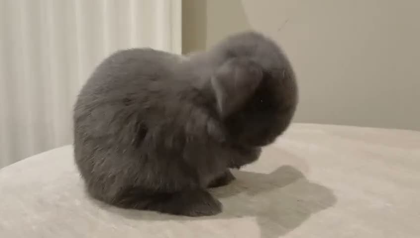 Mini Lop rabbits for sale: Baby Eclipse is ready to reserve!! - Video 3
