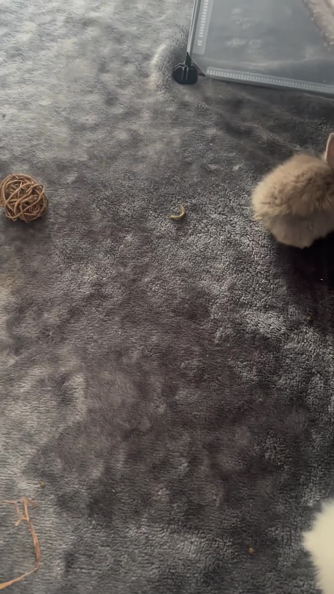 Mini Lion Lop rabbits for sale: Mini lion lops - Video 2