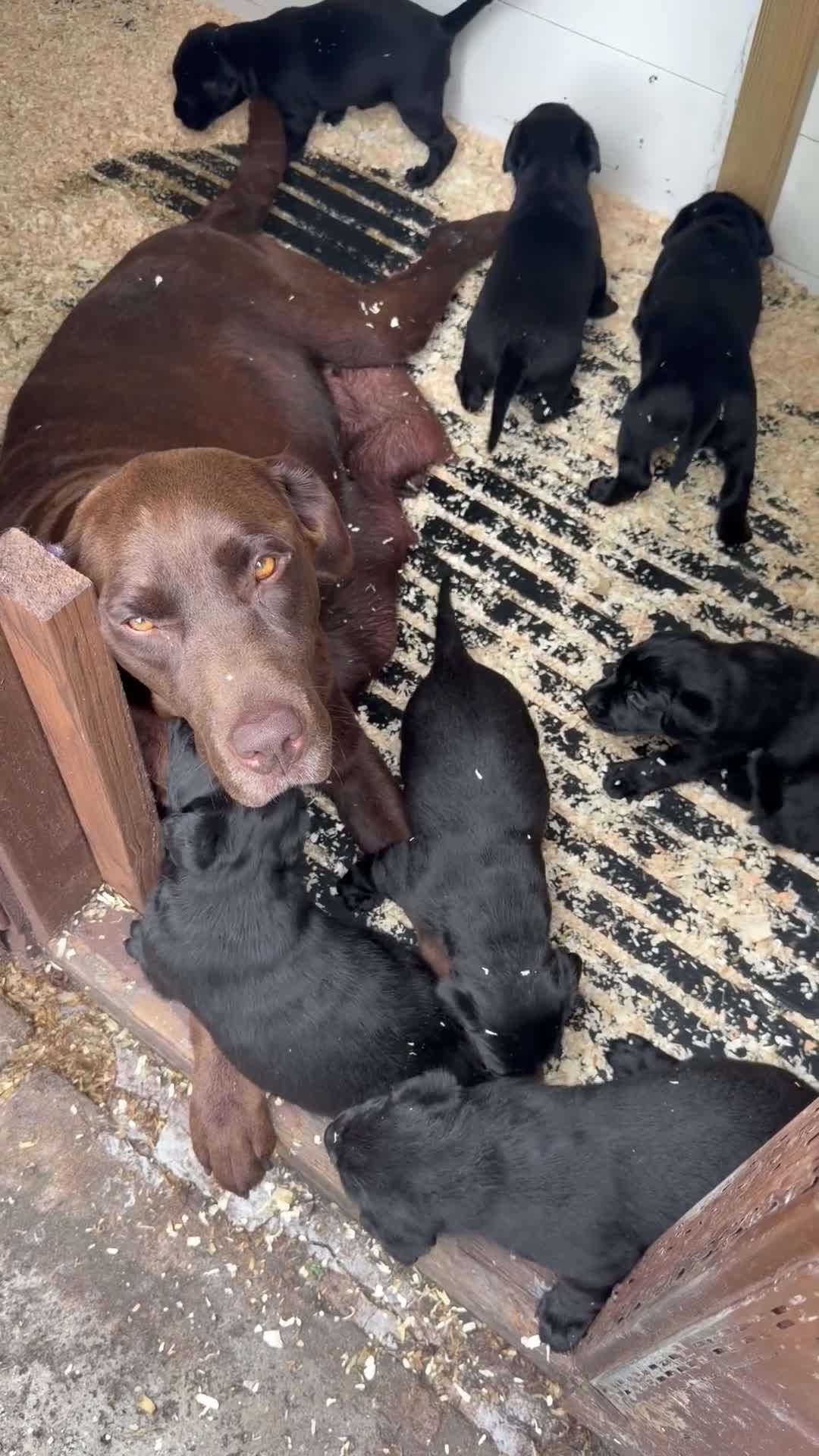 Labrador Retriever dogs for sale: Black Labradors boys and girls  - Video 1